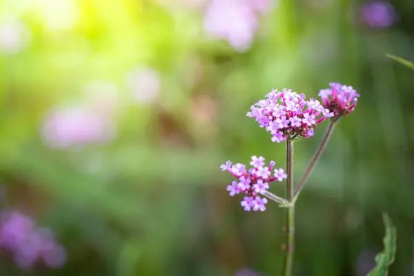 Imagen Fondo Las Flores Colores Naturaleza Fondo — Foto de Stock