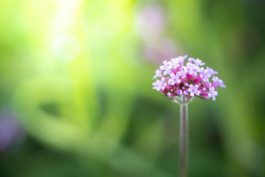 Renkli çiçeklerin arkaplan resmi, arka plan doğası