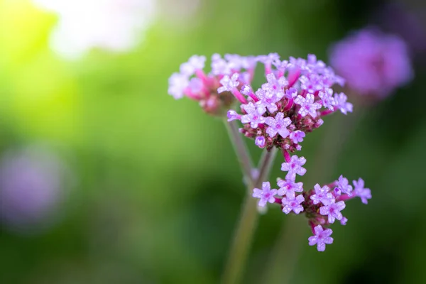 Imagen Fondo Las Flores Colores Naturaleza Fondo — Foto de Stock