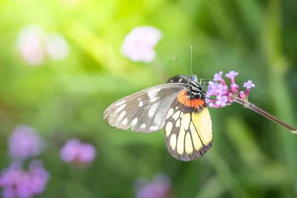 Beau Papillon Sur Fleur Colorée Fond Nature — Photo