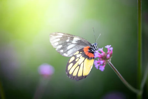 Schöner Schmetterling Auf Bunten Blume Natur Hintergrund — Stockfoto