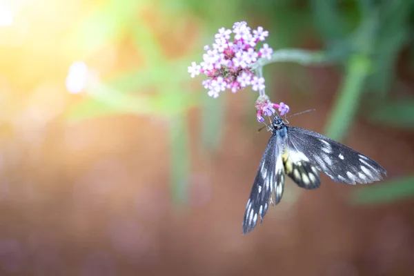 Schöner Schmetterling Auf Bunten Blume Natur Hintergrund — Stockfoto