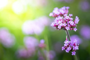 Renkli çiçeklerin arkaplan resmi, arka plan doğası