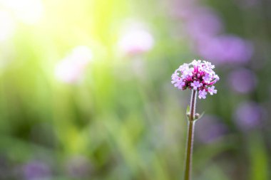Renkli çiçeklerin arkaplan resmi, arka plan doğası