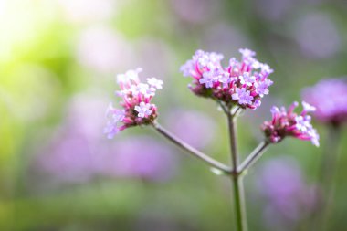 Renkli çiçeklerin arkaplan resmi, arka plan doğası