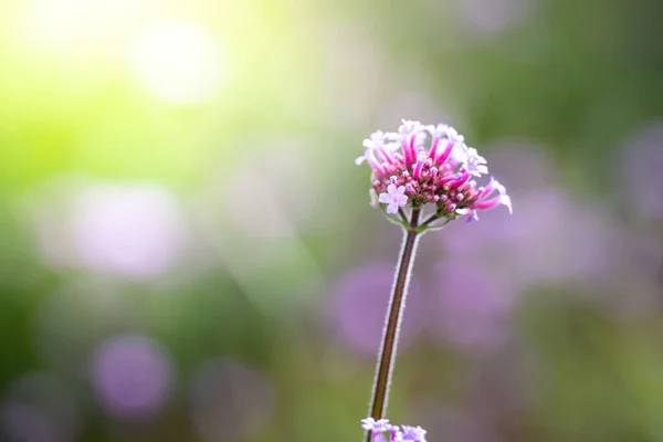 Imagen Fondo Las Flores Colores Naturaleza Fondo — Foto de Stock