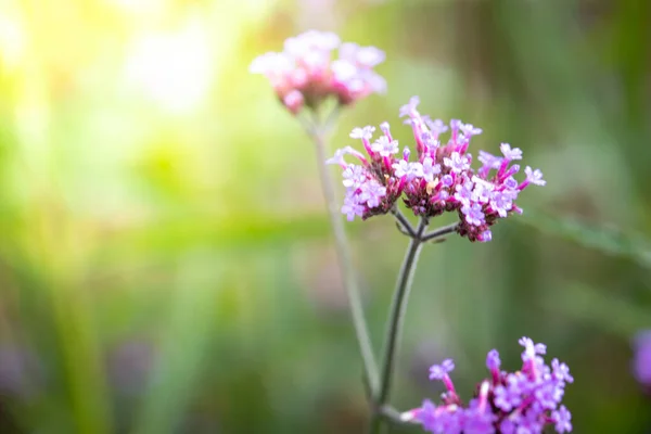 Imagen Fondo Las Flores Colores Naturaleza Fondo — Foto de Stock