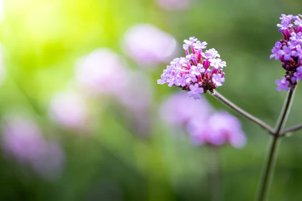 Imagen Fondo Las Flores Colores Naturaleza Fondo — Foto de Stock