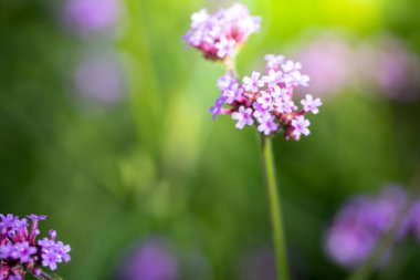 Renkli çiçeklerin arkaplan resmi, arka plan doğası