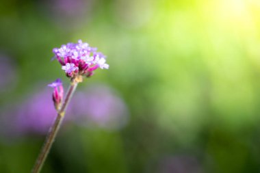Renkli çiçeklerin arkaplan resmi, arka plan doğası