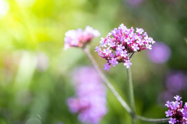 Renkli çiçeklerin arkaplan resmi, arka plan doğası