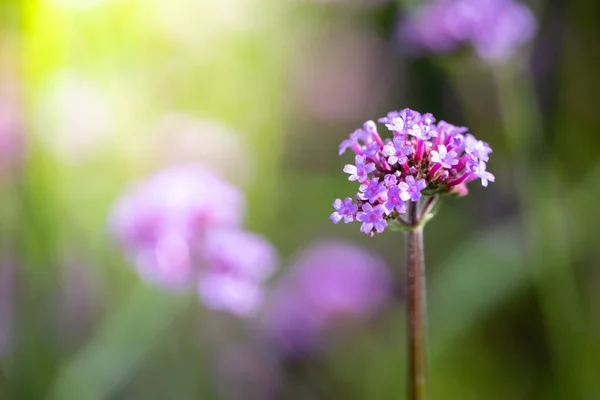 Imagen Fondo Las Flores Colores Naturaleza Fondo — Foto de Stock