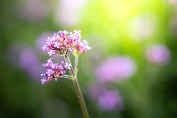 Imagen Fondo Las Flores Colores Naturaleza Fondo — Foto de Stock