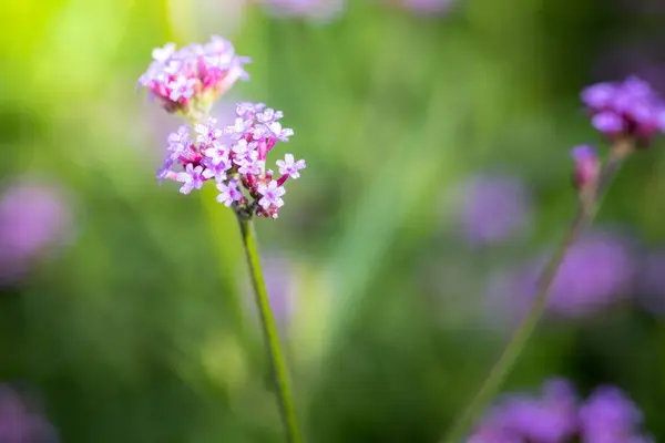 Imagen Fondo Las Flores Colores Naturaleza Fondo — Foto de Stock