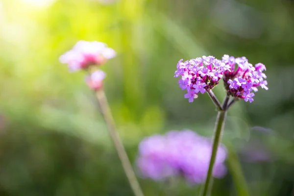 Imagen Fondo Las Flores Colores Naturaleza Fondo — Foto de Stock