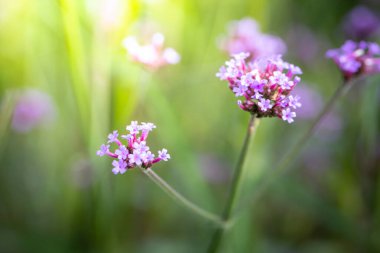 Renkli çiçeklerin arkaplan resmi, arka plan doğası