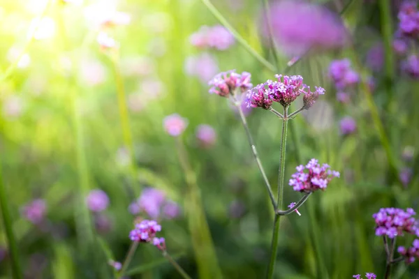 Imagen Fondo Las Flores Colores Naturaleza Fondo — Foto de Stock