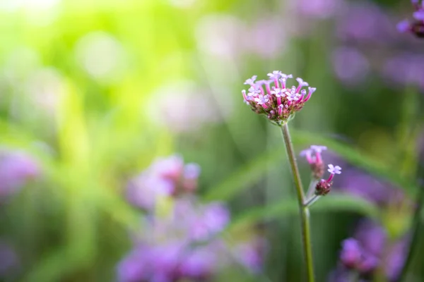 Imagen Fondo Las Flores Colores Naturaleza Fondo — Foto de Stock