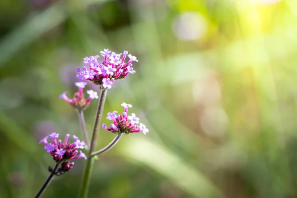 Imagen Fondo Las Flores Colores Naturaleza Fondo — Foto de Stock