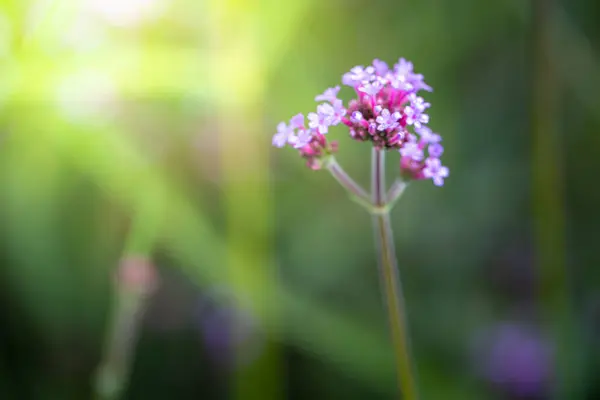 Citra Latar Belakang Bunga Bunga Berwarna Warni Latar Belakang Alam — Stok Foto