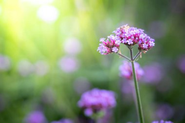 Renkli çiçeklerin arkaplan resmi, arka plan doğası