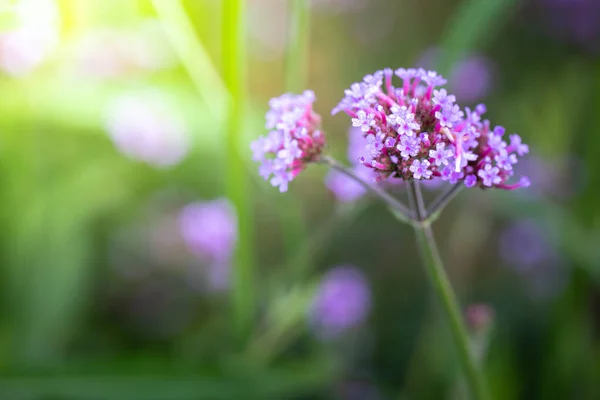 Imagen Fondo Las Flores Colores Naturaleza Fondo — Foto de Stock