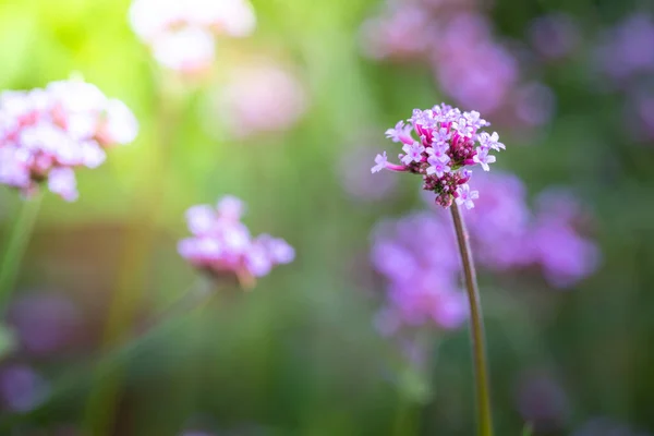 Imagen Fondo Las Flores Colores Naturaleza Fondo — Foto de Stock