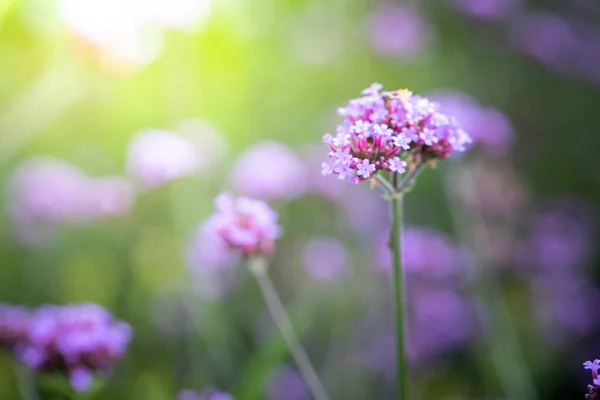 Imagen Fondo Las Flores Colores Naturaleza Fondo — Foto de Stock