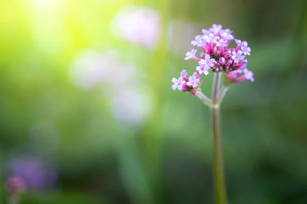 Imagen Fondo Las Flores Colores Naturaleza Fondo — Foto de Stock