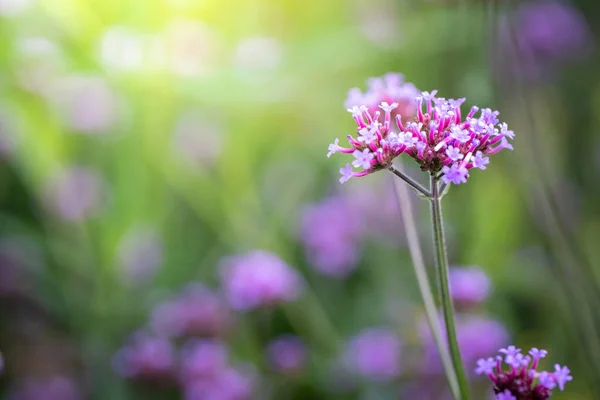 Imagen Fondo Las Flores Colores Naturaleza Fondo — Foto de Stock