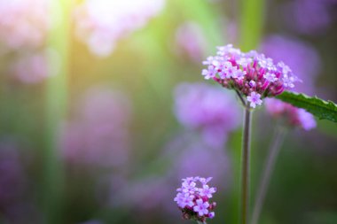 Renkli çiçeklerin arkaplan resmi, arka plan doğası