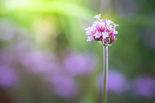 Imagen Fondo Las Flores Colores Naturaleza Fondo — Foto de Stock