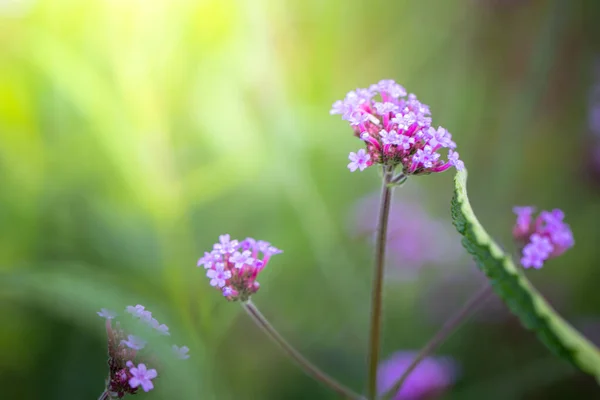 Imagen Fondo Las Flores Colores Naturaleza Fondo — Foto de Stock