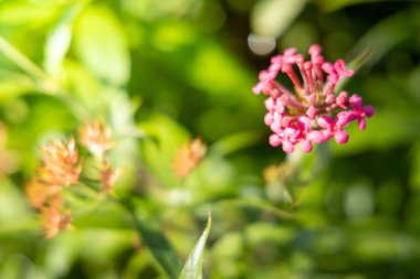 Renkli çiçeklerin arkaplan resmi, arka plan doğası