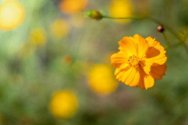 Renkli çiçeklerin arkaplan resmi, arka plan doğası