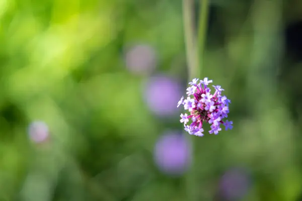 Imagen Fondo Las Flores Colores Naturaleza Fondo — Foto de Stock