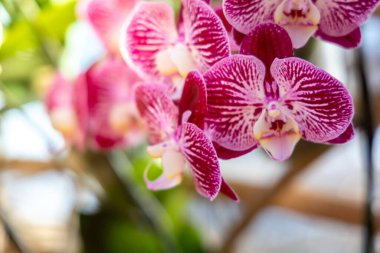 Ormanda açan güzel orkideler, parlak gün ışığında.