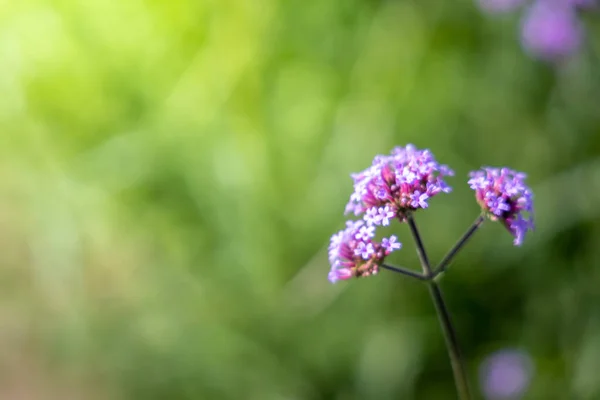 Imagen Fondo Las Flores Colores Naturaleza Fondo — Foto de Stock