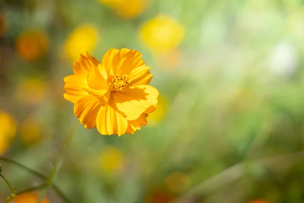 Imagen Fondo Las Flores Colores Naturaleza Fondo —  Fotos de Stock