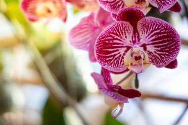 Ormanda açan güzel orkideler, parlak gün ışığında.