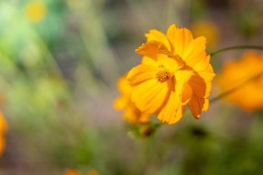 Renkli çiçeklerin arkaplan resmi, arka plan doğası