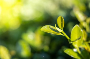 Bahçedeki güneş ışığı altında yeşil yaprağı kapat. Kopyalama alanı olan doğal arkaplan.
