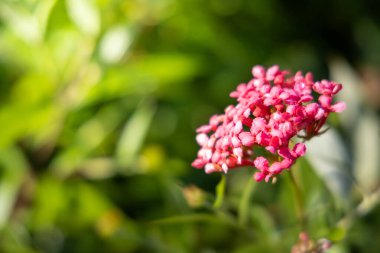 Renkli çiçeklerin arkaplan resmi, arka plan doğası