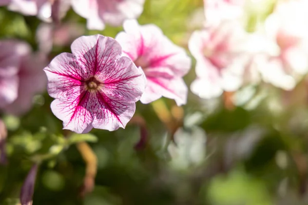 色とりどりの花の背景イメージ 背景自然 — ストック写真