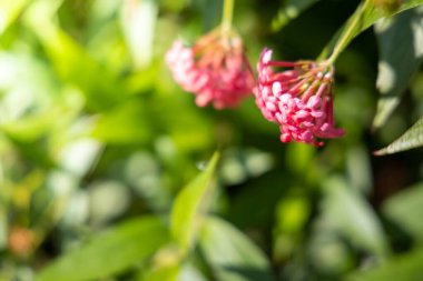 Renkli çiçeklerin arkaplan resmi, arka plan doğası