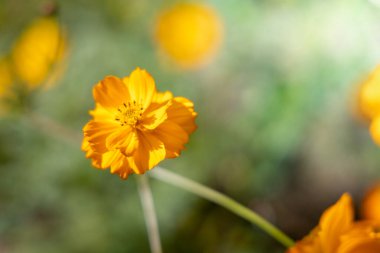 Renkli çiçeklerin arkaplan resmi, arka plan doğası