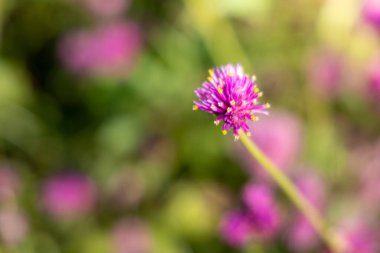 Renkli çiçeklerin arkaplan resmi, arka plan doğası