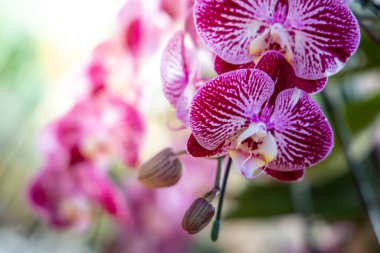 Ormanda açan güzel orkideler, parlak gün ışığında.