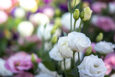 Bahçedeki güller, güzel güneşli bir günde güller güzeldir..