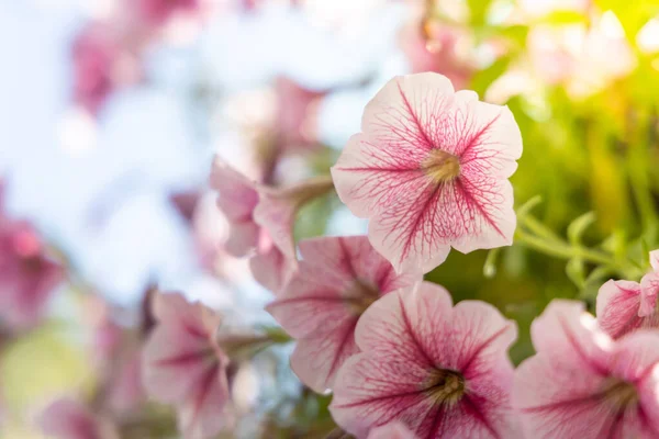 Achtergrond Afbeelding Van Kleurrijke Bloemen Achtergrond Natuur — Stockfoto